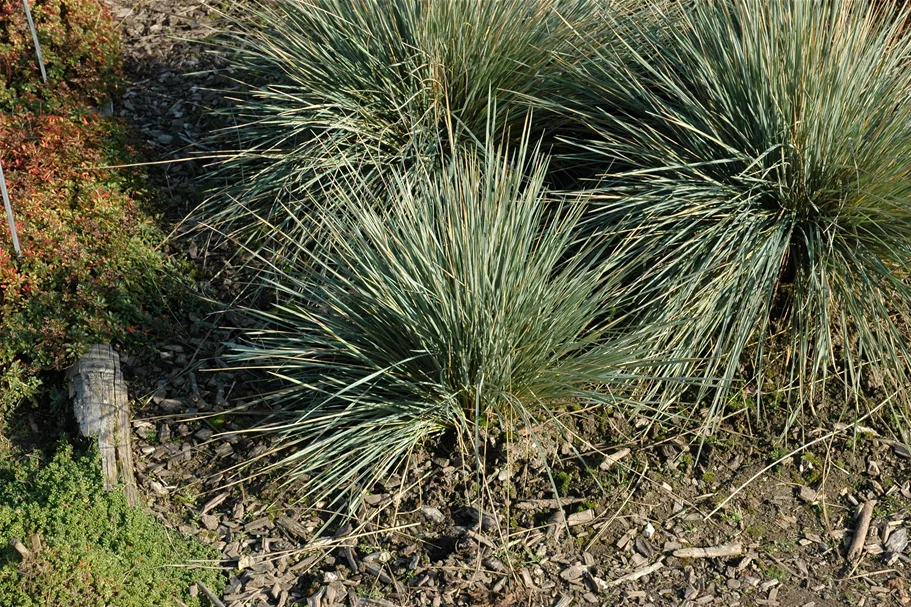 Helictotrichon sempervirens 'Saphirsprudel'