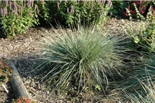 Helictotrichon sempervirens 'Saphirsprudel'