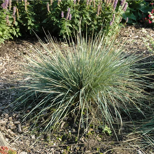 Helictotrichon sempervirens 'Saphirsprudel'