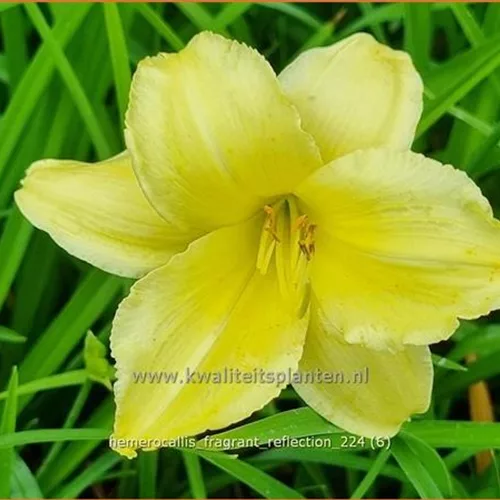 Hemerocallis 'Fragrant Reflection'