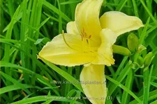 Hemerocallis 'Fragrant Reflection'