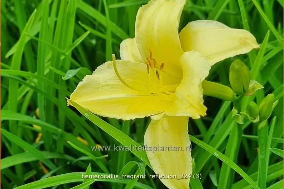 Hemerocallis 'Fragrant Reflection'