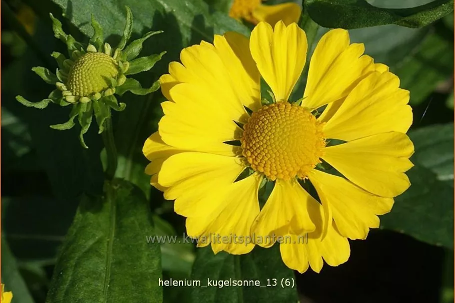 Helenium 'Kugelsonne'