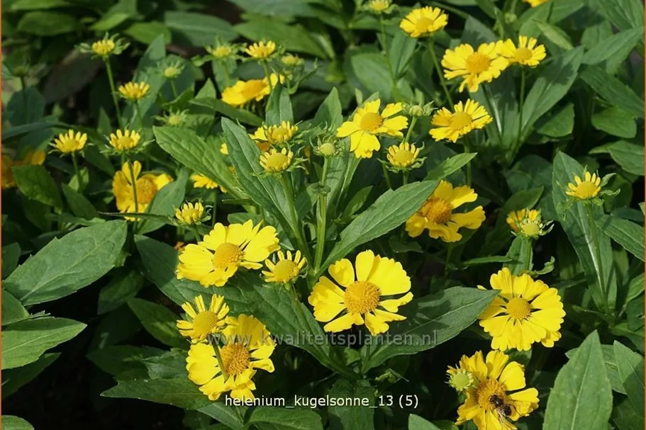 Helenium 'Kugelsonne'