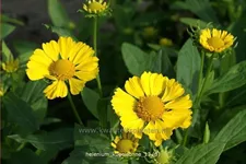 Helenium 'Kugelsonne'