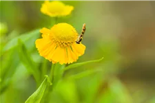 Helenium 'Kugelsonne'