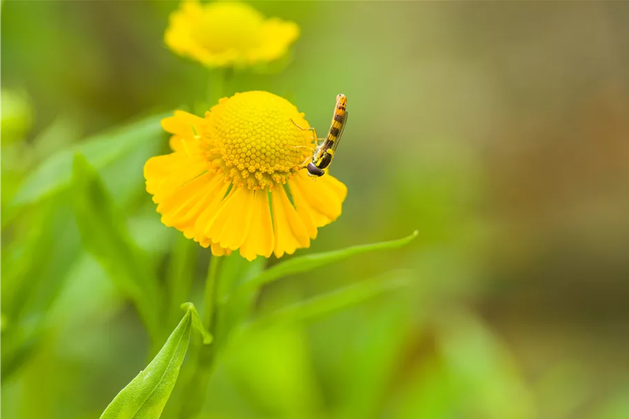 Helenium 'Kugelsonne'