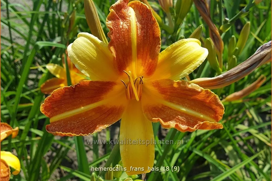 Hemerocallis 'Frans Hals'