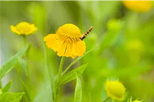 Helenium 'Kugelsonne'