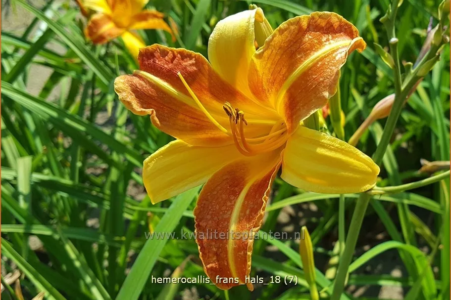 Hemerocallis 'Frans Hals'