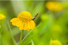Helenium 'Kugelsonne'
