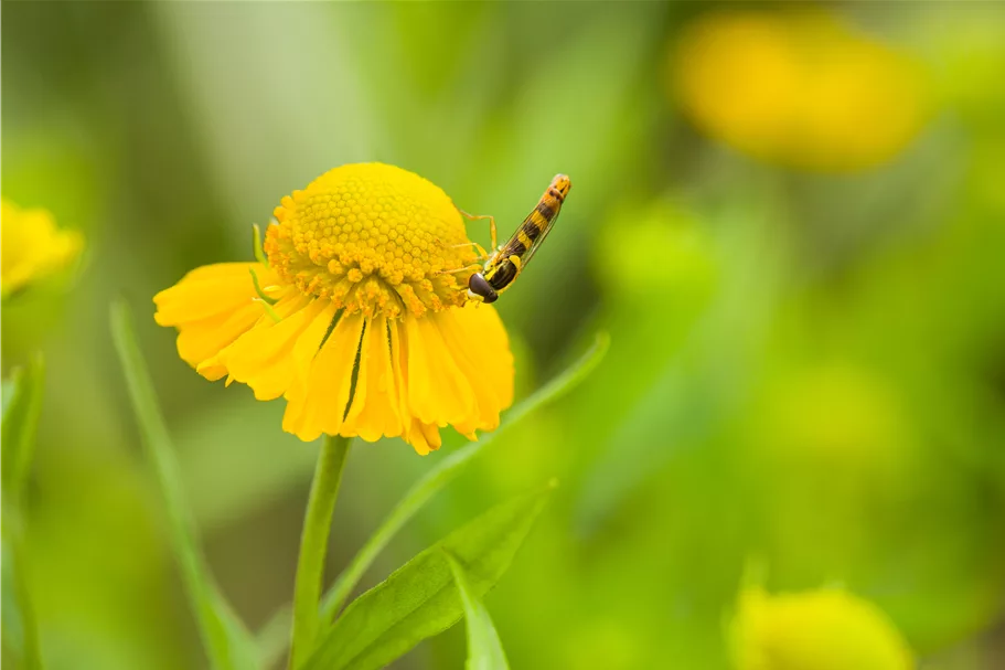 Helenium 'Kugelsonne'