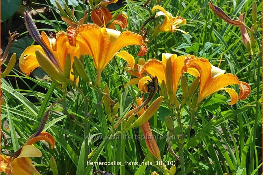 Hemerocallis 'Frans Hals'