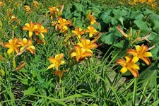 Hemerocallis 'Frans Hals'
