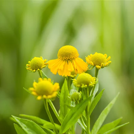 Helenium 'Kugelsonne'