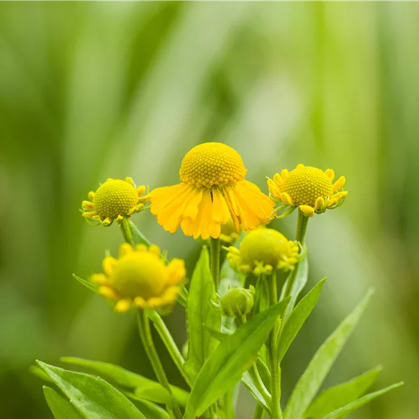 Helenium 'Kugelsonne'