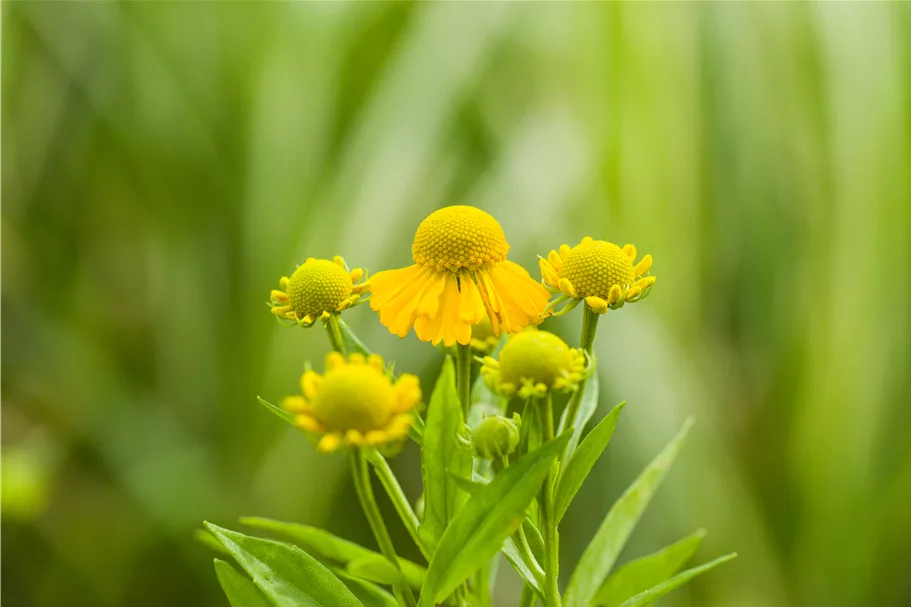 Helenium 'Kugelsonne'