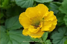 Geum 'Mornings Hybrid'