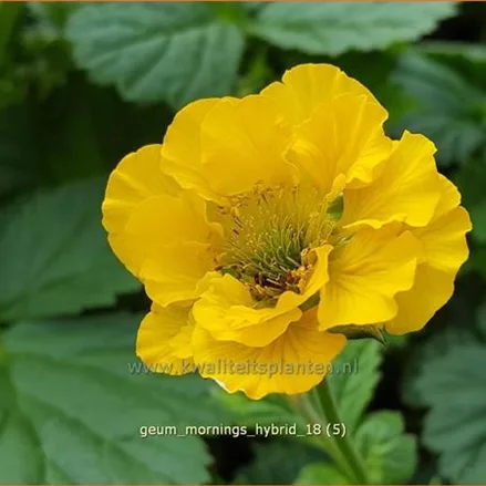 Geum 'Mornings Hybrid'
