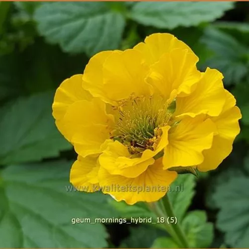 Geum 'Mornings Hybrid'