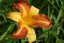 Hemerocallis 'Frans Hals'