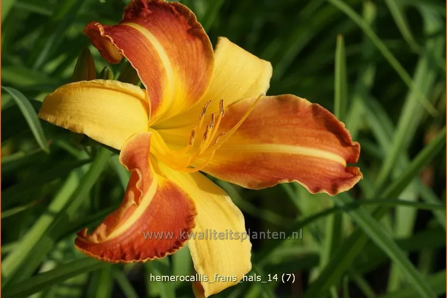 Hemerocallis 'Frans Hals'