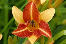Hemerocallis 'Frans Hals'