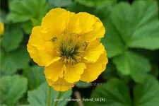 Geum 'Mornings Hybrid'