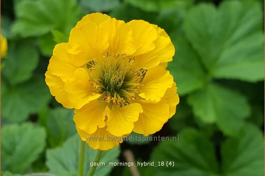Geum 'Mornings Hybrid'