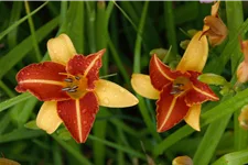 Hemerocallis 'Frans Hals'