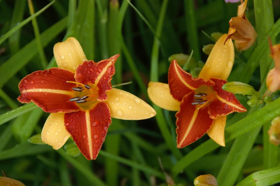 Hemerocallis 'Frans Hals'