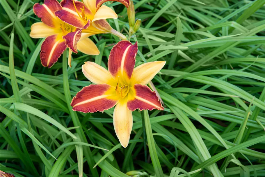 Hemerocallis 'Frans Hals'