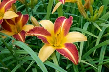 Hemerocallis 'Frans Hals'