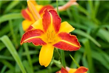 Hemerocallis 'Frans Hals'