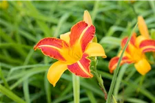 Hemerocallis 'Frans Hals'