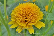 Heliopsis helianthoides var. scabra 'Asahi'