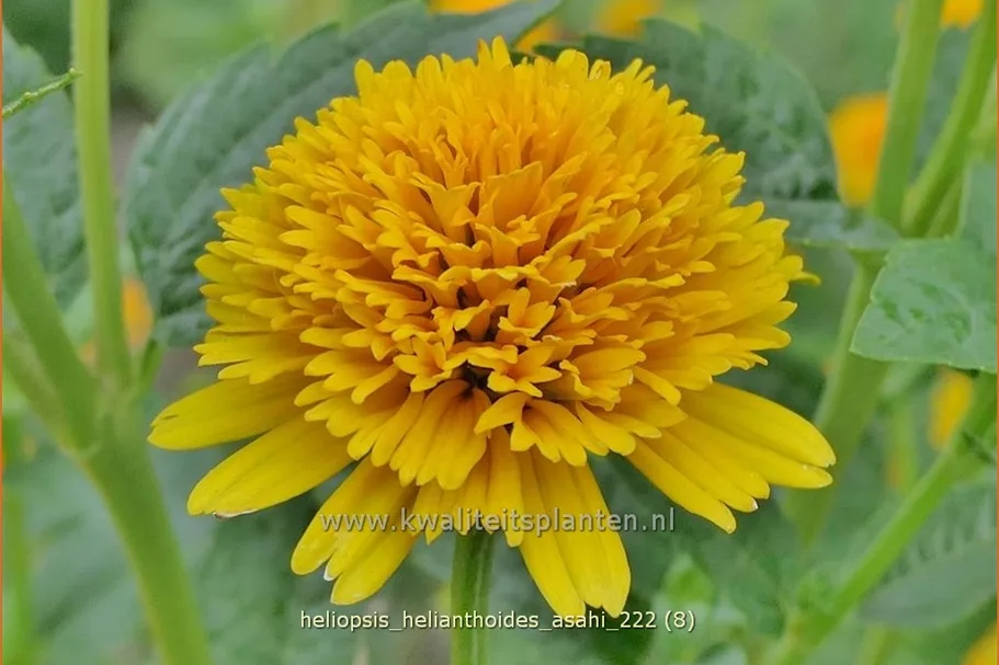 Heliopsis helianthoides var. scabra 'Asahi'