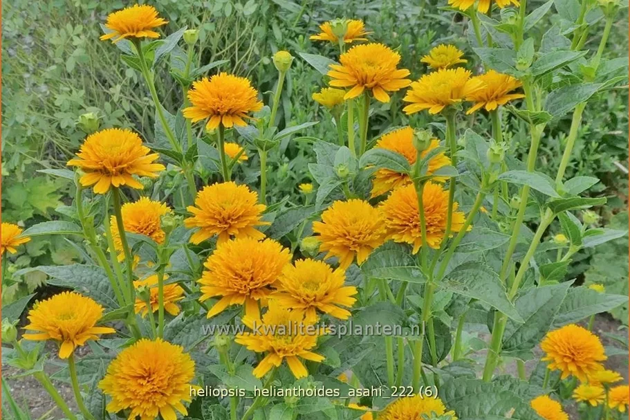 Heliopsis helianthoides var. scabra 'Asahi'