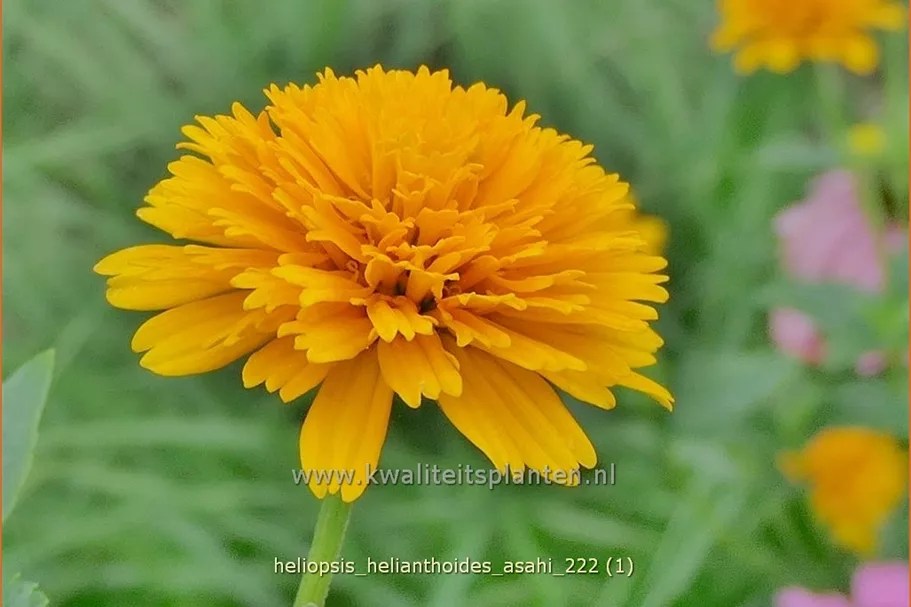 Heliopsis helianthoides var. scabra 'Asahi'