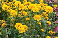 Heliopsis helianthoides var. scabra 'Asahi'