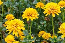 Heliopsis helianthoides var. scabra 'Asahi'