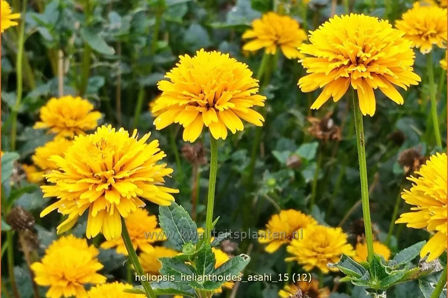 Heliopsis helianthoides var. scabra 'Asahi'
