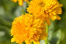 Heliopsis helianthoides var. scabra 'Asahi'