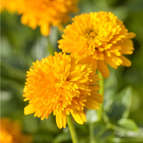 Heliopsis helianthoides var. scabra 'Asahi'
