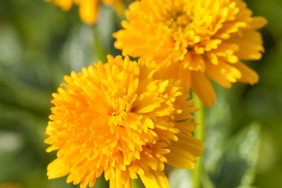 Heliopsis helianthoides var. scabra 'Asahi'