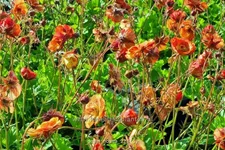 Geum coccineum 'Nonna'®