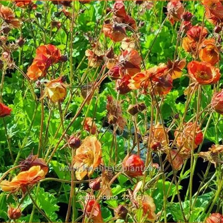 Geum coccineum 'Nonna'®