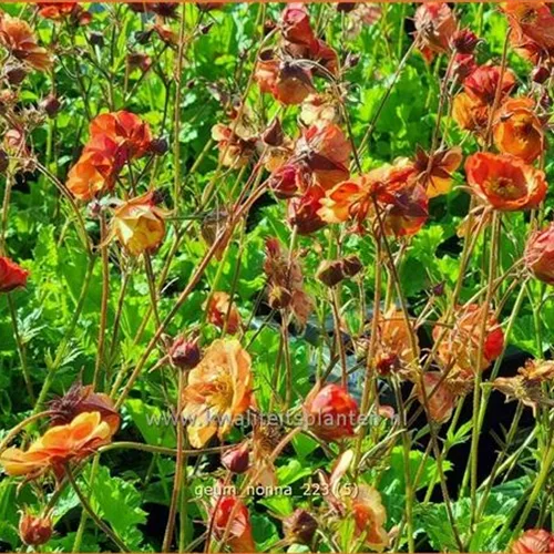 Geum coccineum 'Nonna'®