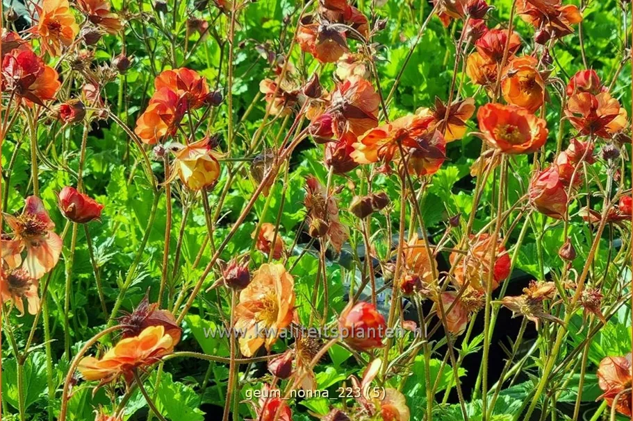 Geum coccineum 'Nonna'®