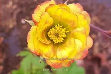 Geum coccineum 'Nonna'®
